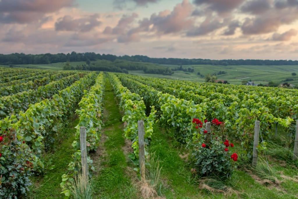 Maison De Champagne F.Barbier ! Avize Екстериор снимка